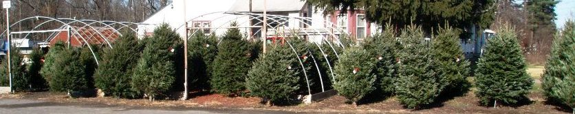 Balsam Fir, Douglas Fir, Fraser Fir Christmas Trees, Sizes 2' to 9'
